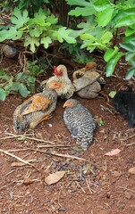 Rooster and hens in the yard