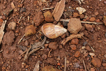 Snail on the tree alive and on the ground dead
