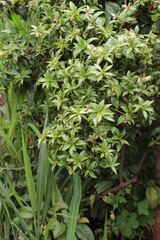 Ora pro nobis plant native to Brazil.
