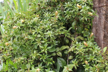 Ora pro nobis plant native to Brazil.
