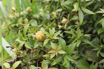 Ora pro nobis plant native to Brazil.
