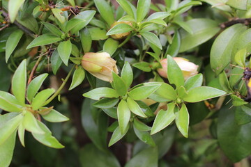 Ora pro nobis plant native to Brazil.
