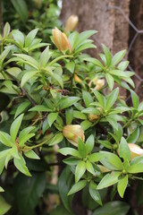 Ora pro nobis plant native to Brazil.
