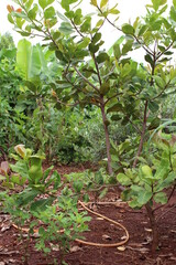 cashew tree