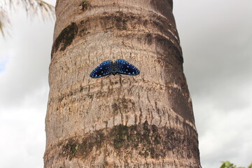 Blue butterfly on the tree