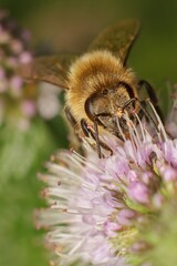 bee on a flower in the garden