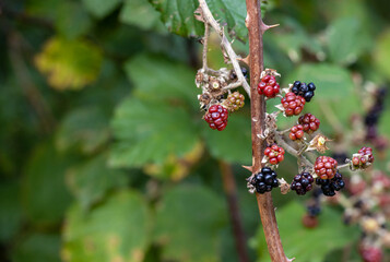 Blueberries and red berries on the bush