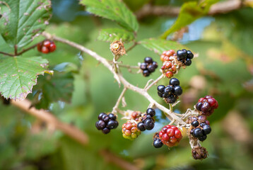 Blueberries and red berries on the bush