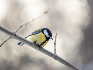 Cute bird Great tit, songbird sitting on a branch without leaves in the autumn or winter.