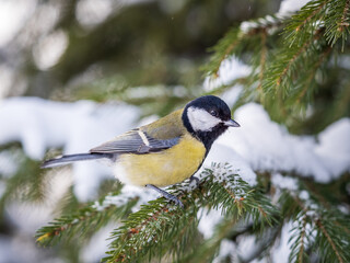 Cute bird Great tit, songbird sitting on the fir branch with snow in winter