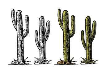 Cactus saguaro . Vector hand drawn vintage engraving - 480006975