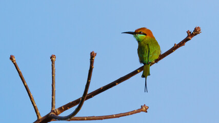 Bird Green Bee-Eater perched on a branch in the sky background.