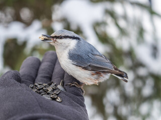 The Eurasian nuthatch eats seeds from a man's hand. Hungry bird wood nuthatch eating seeds from a hand during winter or autumn