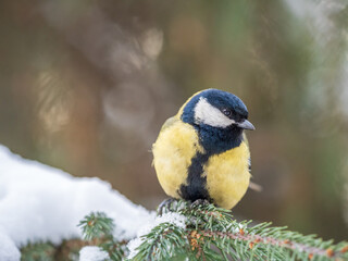 Cute bird Great tit, songbird sitting on the fir branch with snow in winter