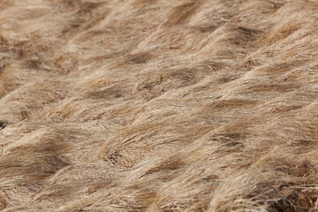 Texture in the grass, Zakopane, Poland