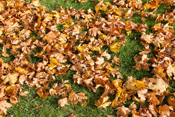 Autumn in the Ryes War Cemetery, Normandy, France