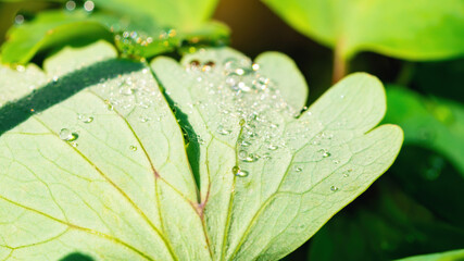 Dew on the leaves of aquilegia macro photography. Water drops on plant leaves close-up with copy space.