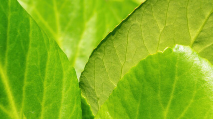 Bergenia crassifolia leaves macro photo. Dense leathery leaves of heart-leaved bergenia green background.
