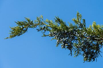 Juniper branches with ripe blue berries against blue autumn sky. Selective focus. Close-up.Virginia Hetz juniper, oriental red cedar or pencil cedar in landscape park in foothills of the Caucasus.