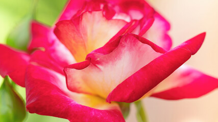 Rose Double Delight with bicolor petals macro photography. Inflorescence of hybrid tea rose close-up with copy space. Design template for Happy Mother's Day greeting card.