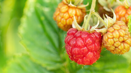Raspberry growing on a twig macro photography. Detailed red and yellow raspberries ripen in the sun...