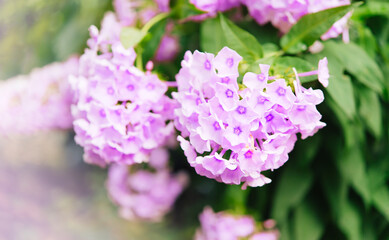Obraz premium Garden phlox (Phlox paniculata). Blooming branches of phlox in the garden on a sunny day. Soft blurred selective focus. Spring floral background. 