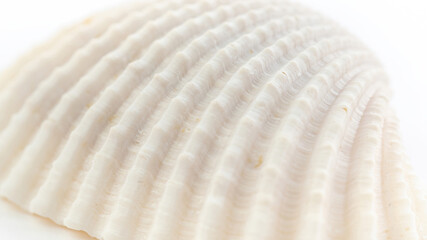 Florida prickly cockle close up macro photo. Trachycardium egmontianum on white background. Tropical seashell texture. Abstract white background on the marine theme.
