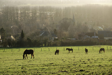 Horses grazing  in a field in winter in Normandy, France