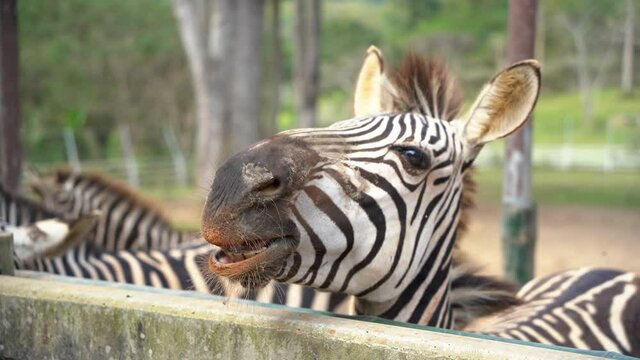 africa zebra black and white at the zoo. Close up head zebra in zoo