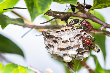 Close up of red hornets in nest hanging on tree - 480010127