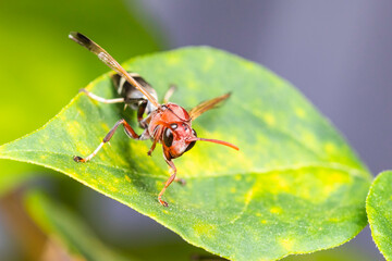 Close up of red hornets on green leaf - 480010128