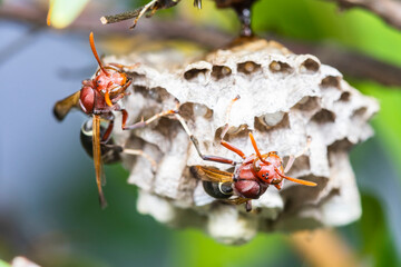 Close up of red hornets in nest hanging on tree - 480010129