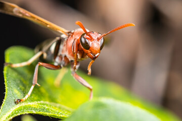 Close up of red hornets on green leaf - 480010130