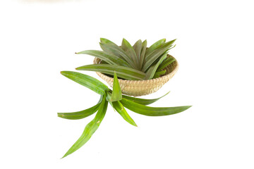 Pandan leaves