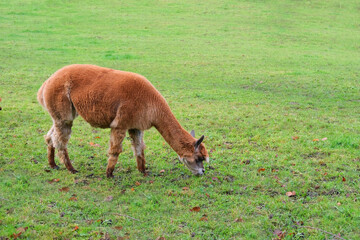 Naklejka na ściany i meble beautiful plump brown llama appetizingly chewing grass in a green pasture, juicy grass in an alpine meadow in switzerland, the concept of animal husbandry, dairy production