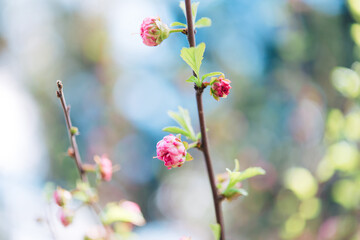 pink flowers in the garden, blossom in spring	