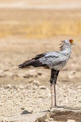 Secretary Bird in the Kgalagadi