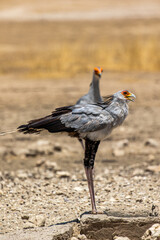 Secretary Bird in the Kgalagadi