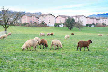 black and white sheep graze in meadow, houses are visible in background, concept of economics, agriculture, breeding