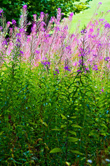 Flowers in the garden 5