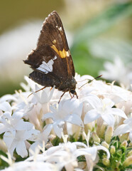 Skipper Butterfly on White Flowers