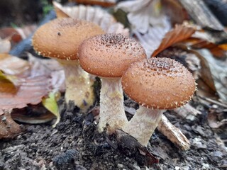 mushrooms in the forest