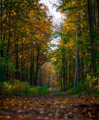 The sun shows how beautiful the fall can be