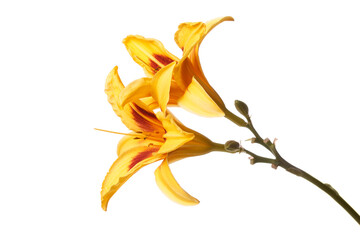 Fototapeta na wymiar Yellow-orange daylily flower isolated on white background.
