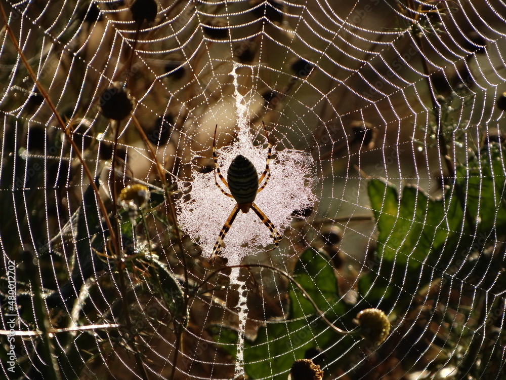 Wall mural cobweb in the wild nature under soft sunrise light