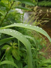 drops of dew on a grass