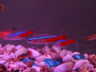Small Decorative Fishes swimming in an aquarium under neon lights