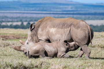Nashornmutter s&auml;ugt Baby
