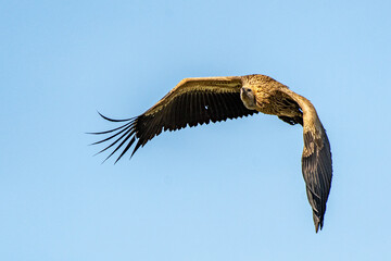Palmgeier im Flug