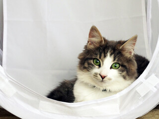 Sweeto Domestic Kitty Relaxing in a White Tent